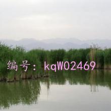 ǰ