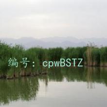 ƻ